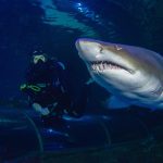 Shark encounters for qualified divers