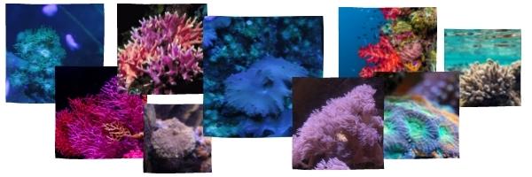Range of small images showing different coral