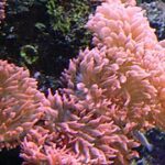 Bubbletip Anemone