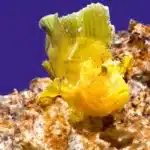 Leaf Scorpionfish