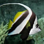 Bannerfish