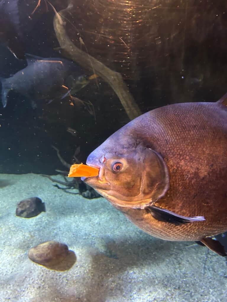 Black Pacu