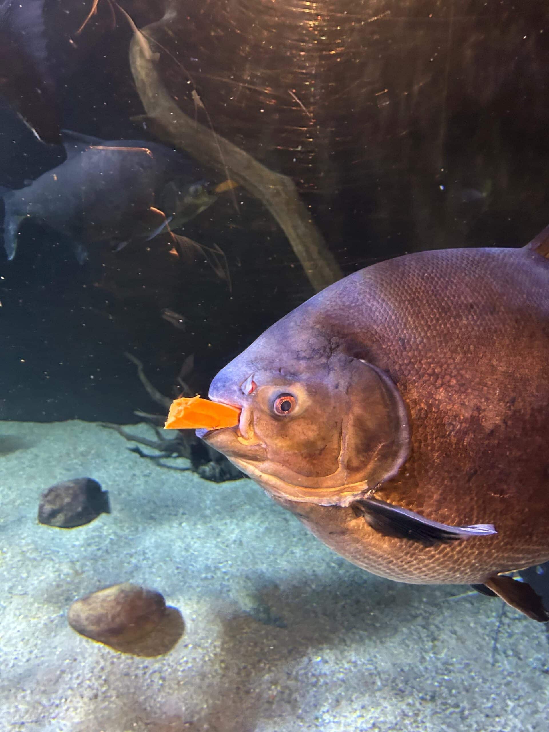 Black Pacu - Featured Image