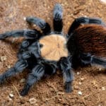 Golden Red Rump Tarantula