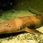 Brownbanded Bamboo Shark