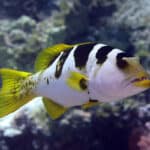 Blacksaddle Coralgrouper