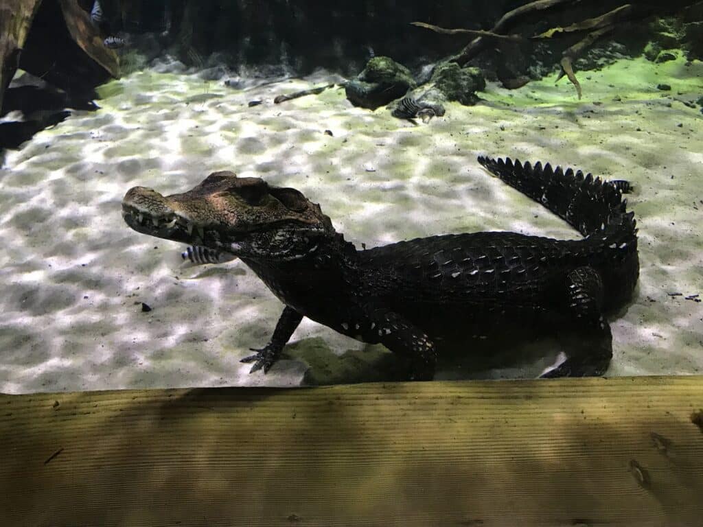 Cuvier’s Dwarf Caiman