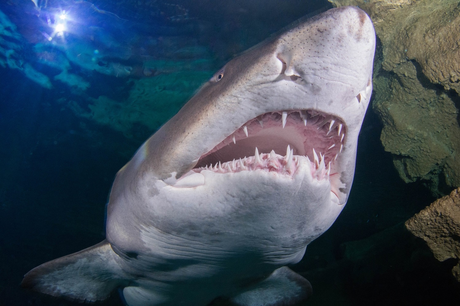 The growing shark family: Arabian Carpet Shark