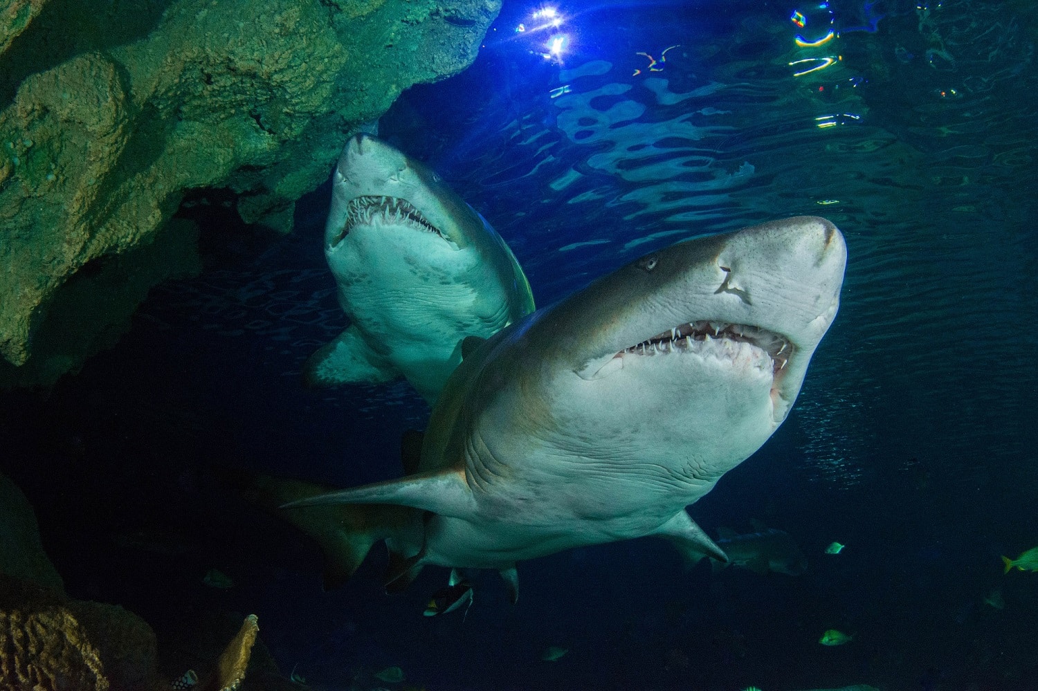 Two Sand Tiger Sharks