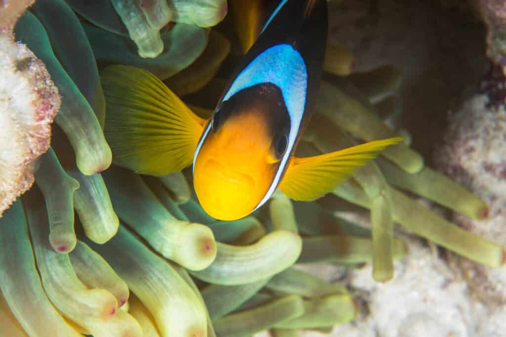 Building a DIY Aquarium at Home: A Beginner’s Guide