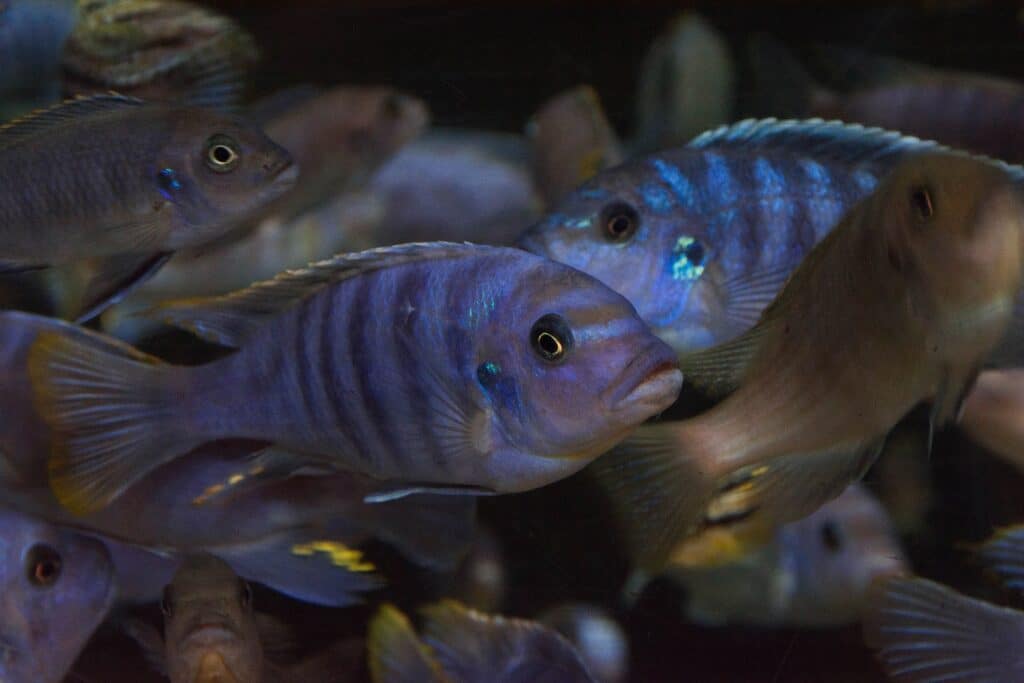 Malawi Cichlids