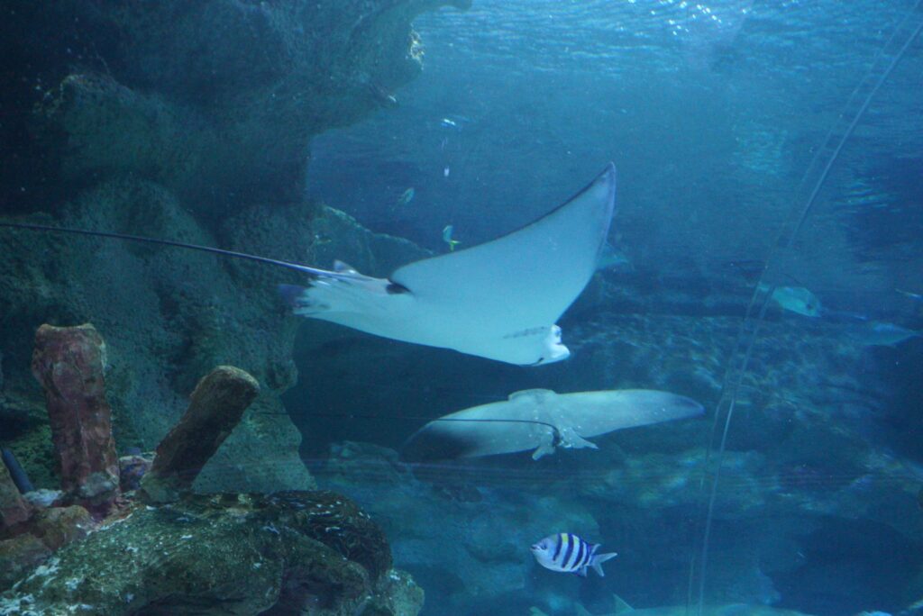 Ocellated Eagle Rays