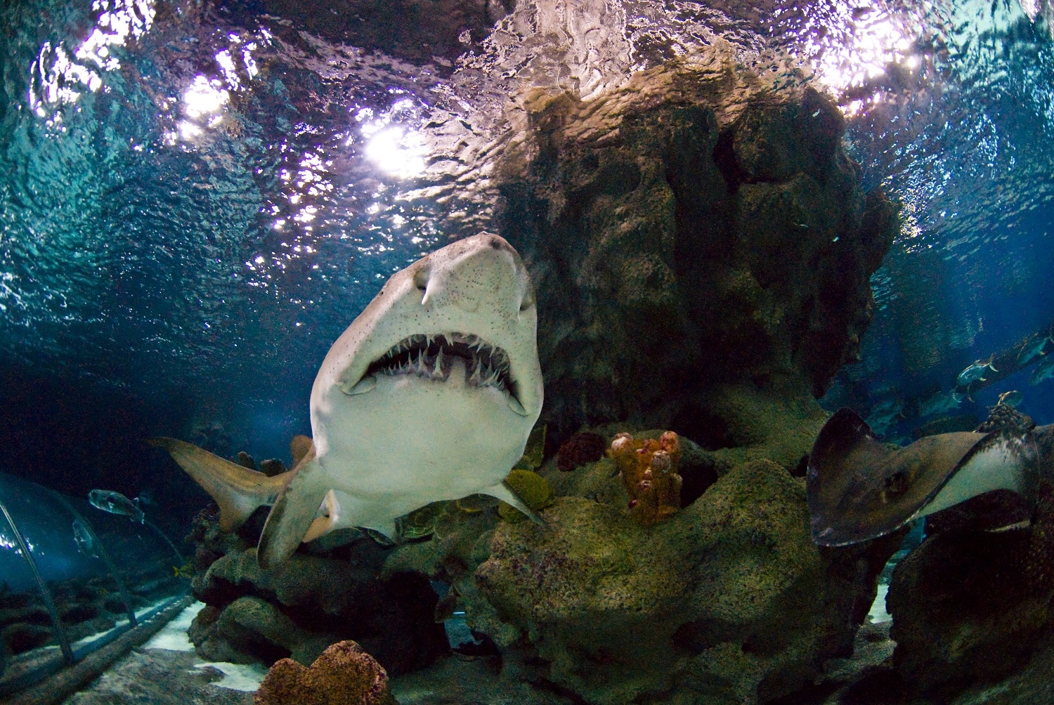 Inside Sharks’ Mouths: Everything you Need to Know About Shark Teeth