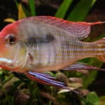 Rio Tapajos Orange Head