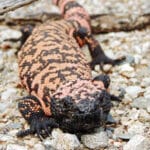 Gila Monster