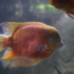 Chisel-Toothed Cichlid