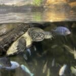 West African Mud Turtle