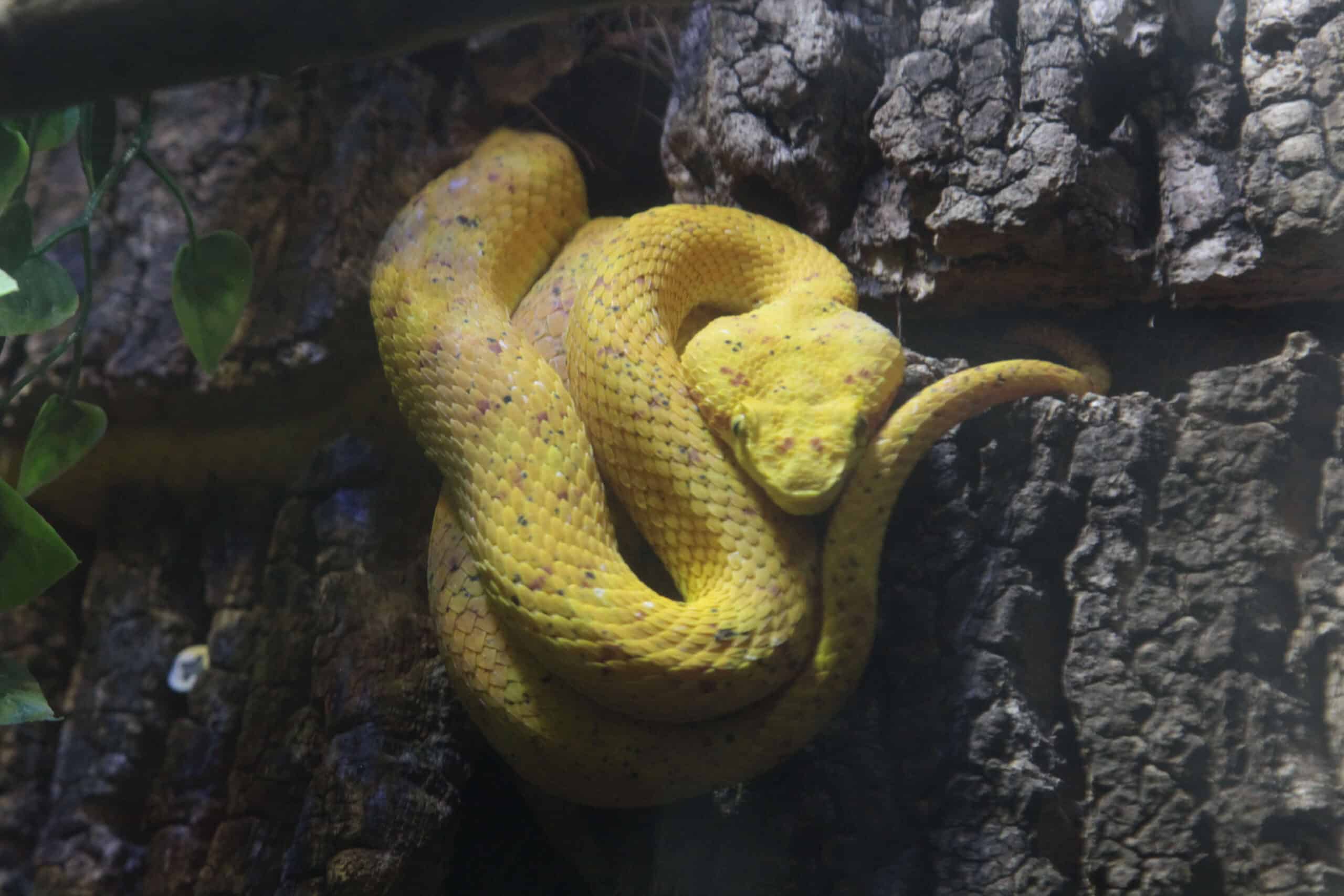Eyelash Viper