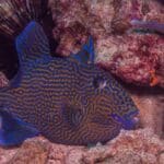 Blue Line Triggerfish