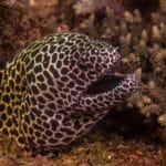Honeycomb Moray Eel