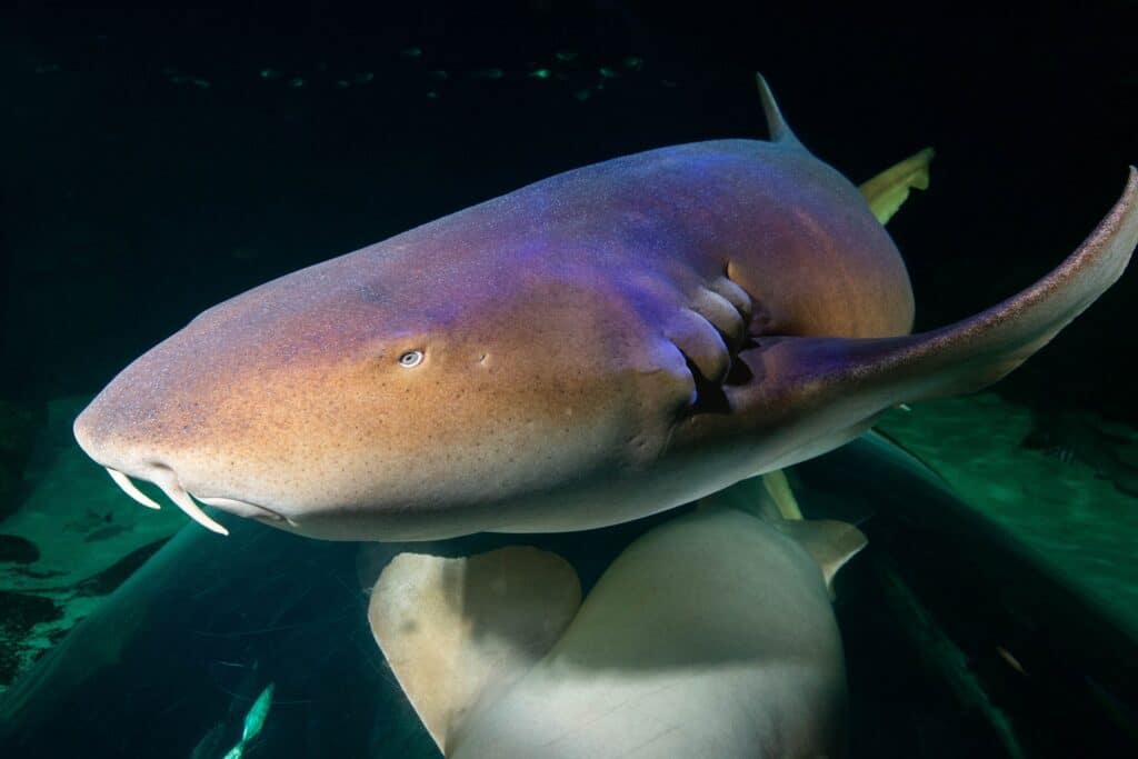 Nurse Sharks