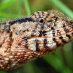 Chinese Crocodile Lizard