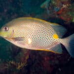Orange Spotted Rabbitfish