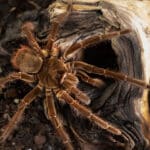 Goliath Bird Eater Tarantula