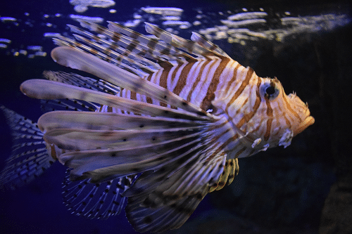 TYN-Lionfish-4.png