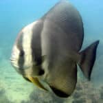 Batfish