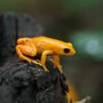 Golden Mantella