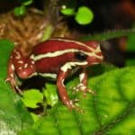 Anthony’s Poison Arrow Frog