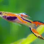 Endler’s Liverbearer