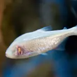 Blind Cave Fish