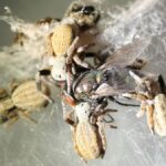 Indian Social Spider