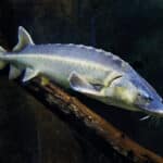 Russian Sturgeon