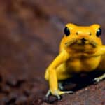 Golden Poison Frog