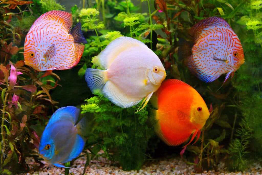 Discus