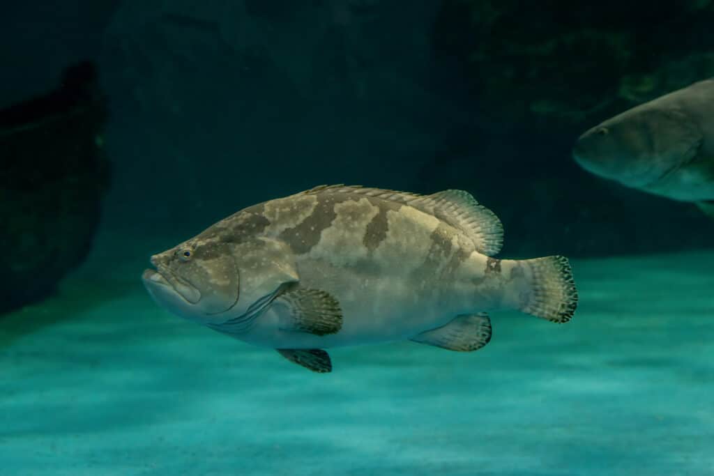 Goliath Grouper