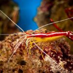Cleaner Shrimp
