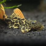 Leopard Cactus Pleco