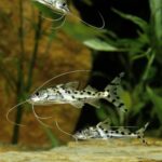 Pictus Catfish