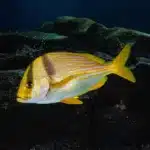 Porkfish