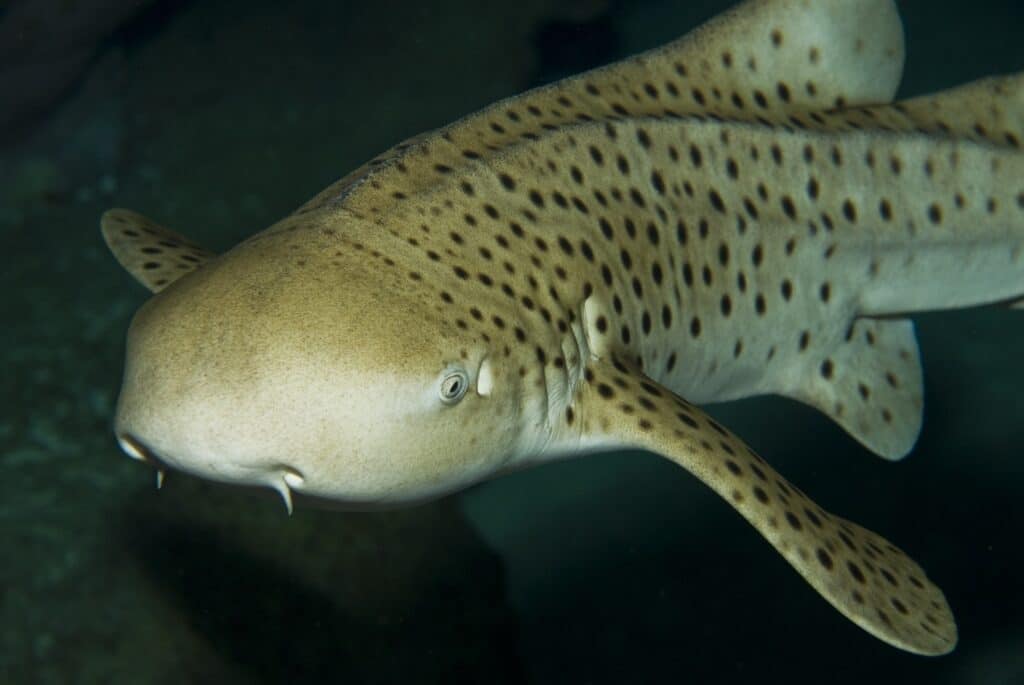 Zebra Sharks