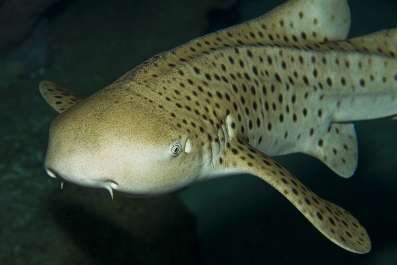 Zebra Shark
