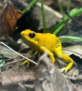 Yellow Frog