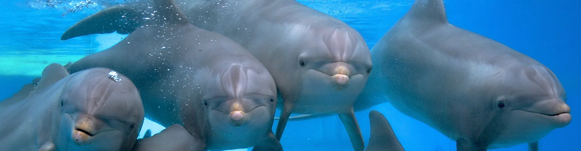 Dolfijnen