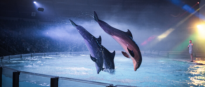 Dolfijnenvoorstelling