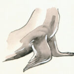 Californische-zeeleeuw