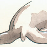 Californische-zeeleeuw